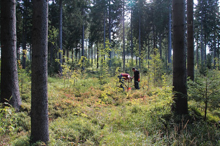 ROHHOLZ Plant Trees