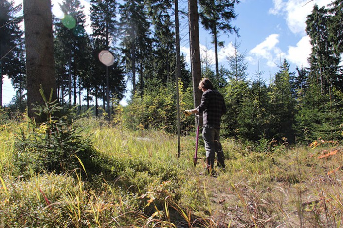 ROHHOLZ Plant Trees