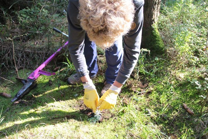 Plant Trees 2016 - Rohholz Baumpflanzaktion