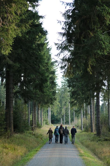 Plant Trees - Rohholz Baumpflanzaktion