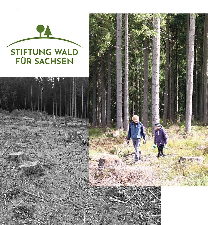 Stiftung Wald für Sachsen - Rohholz Plant Trees